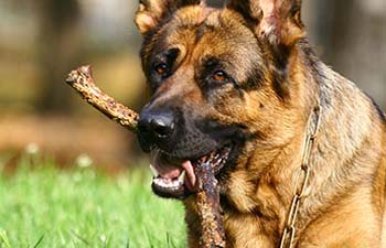 dog chewing on stick