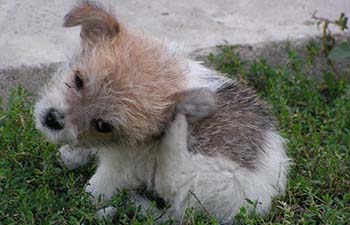 puppy scratching ear