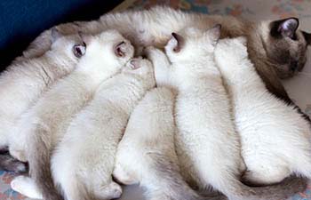 litter of kittens