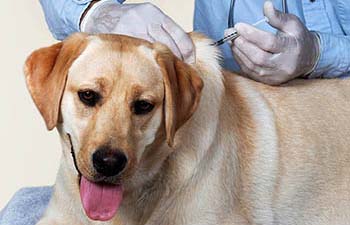 dog getting vaccination